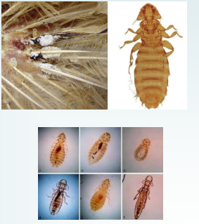 <p>Poultry louse</p>