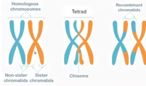 <p>crossing over is when non sister chromatids with nearby homologous chromosomes exchange segment of DNA </p>