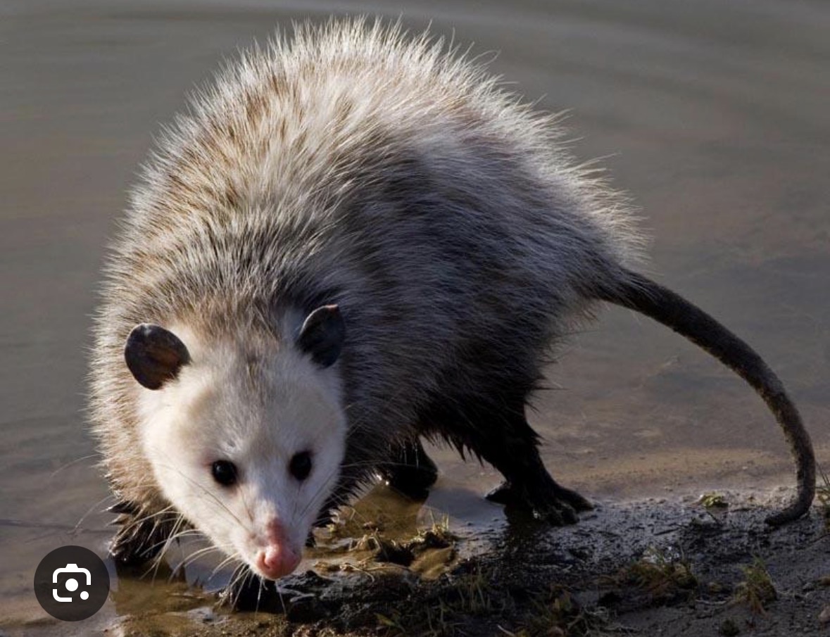 <p>virginia opossum</p>