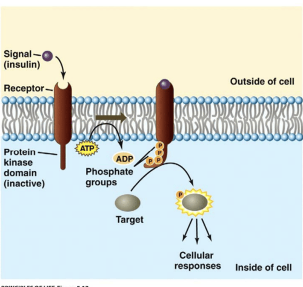 <p>the high-affinity cell surface receptors for many growth factors, cytokines, and hormones</p>