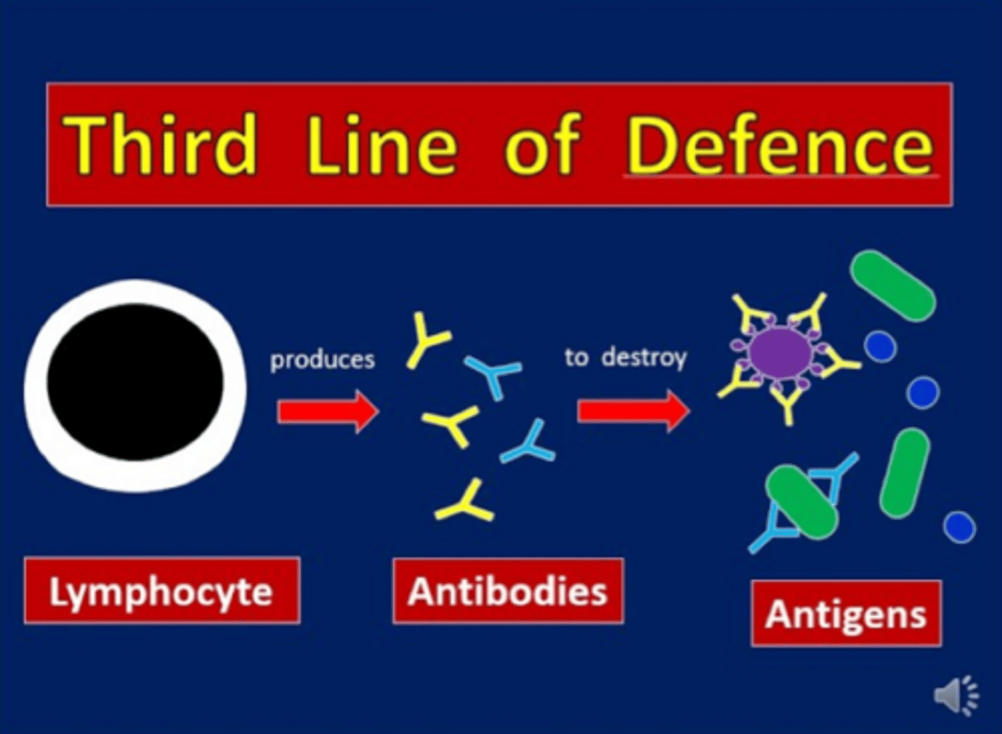 <p>"adaptive/aquired immunity"; specific memory based response targeting particular pathogens and remember for the future for long lasting immunity</p>