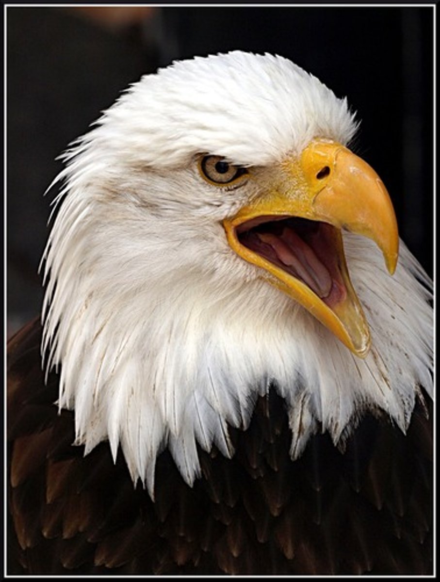<p>eagle</p>