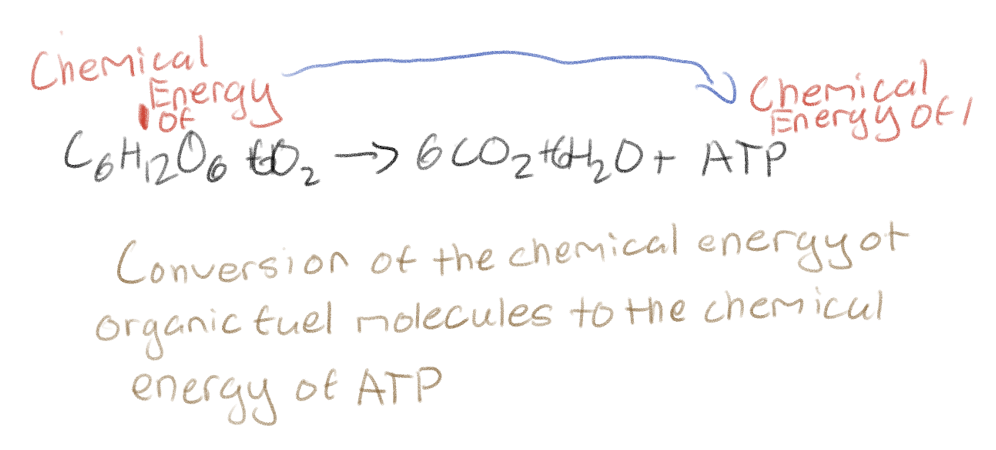 <p>The conversion of the chemical energy of organic fuel molecules (glucose) to the chemical energy of ATP</p>