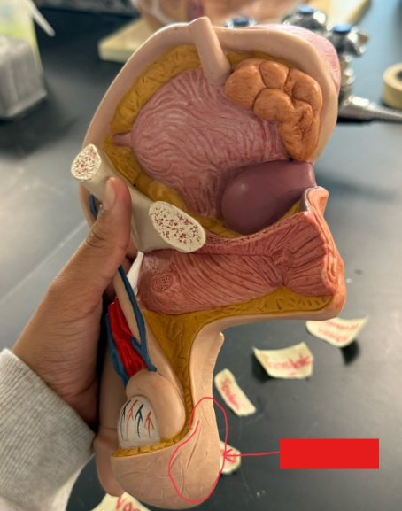 <p>What is the name of the red box?</p>