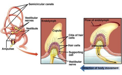<p>the ampulla which contains the: </p><p><span>crista ampullaris</span></p><ul><li><p>contain hair cells covered in cupula (gelatinous)</p></li></ul><p></p>