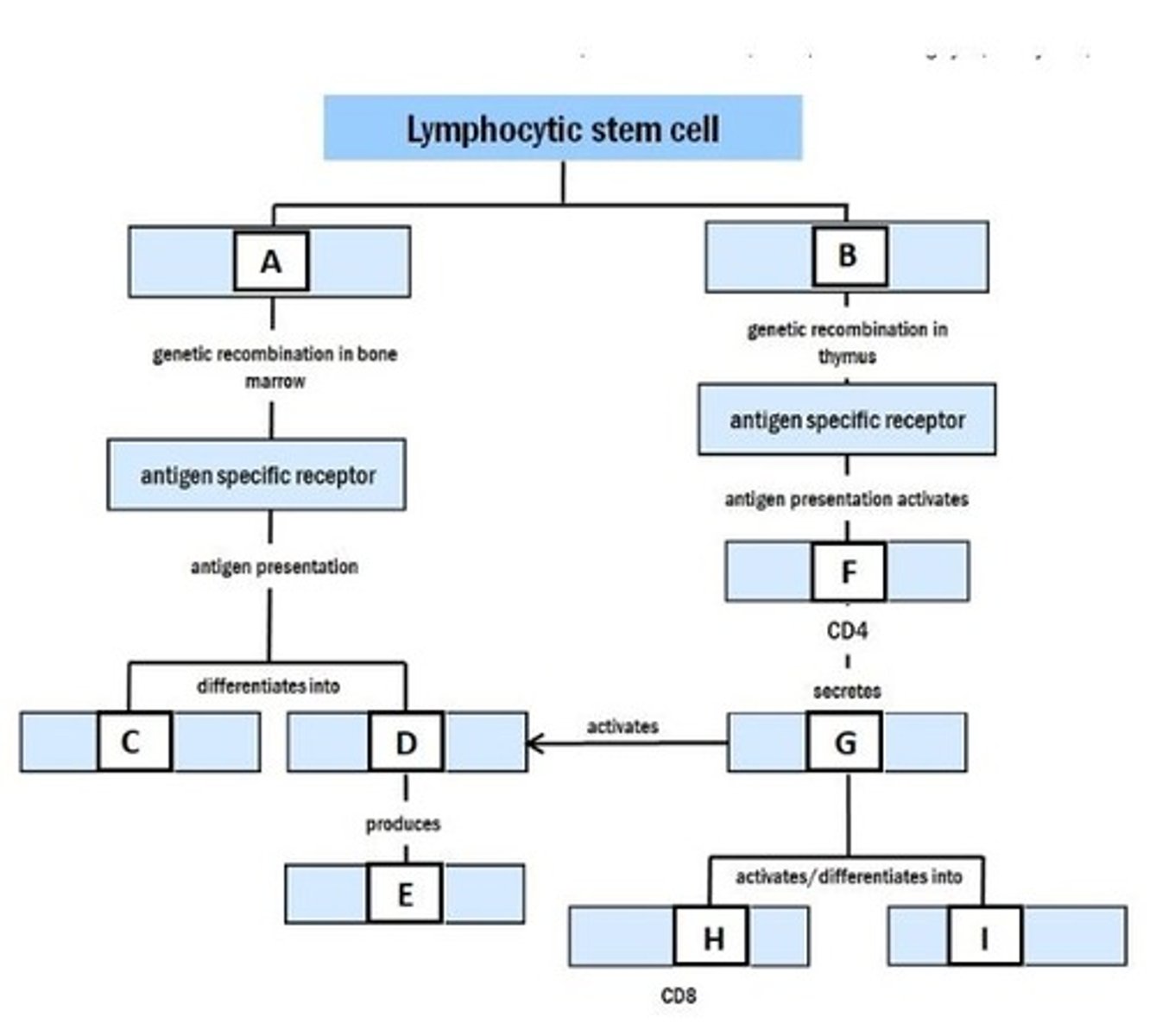 <p>A. B lymphocyte</p><p>B. T lymphocyte</p><p>C. memory B cell</p><p>D. plasma cell</p><p>E. antibodies</p><p>F. T helper cell</p><p>G. interleukins</p><p>H. cytotoxic T cell</p><p>I. memory T cell</p>