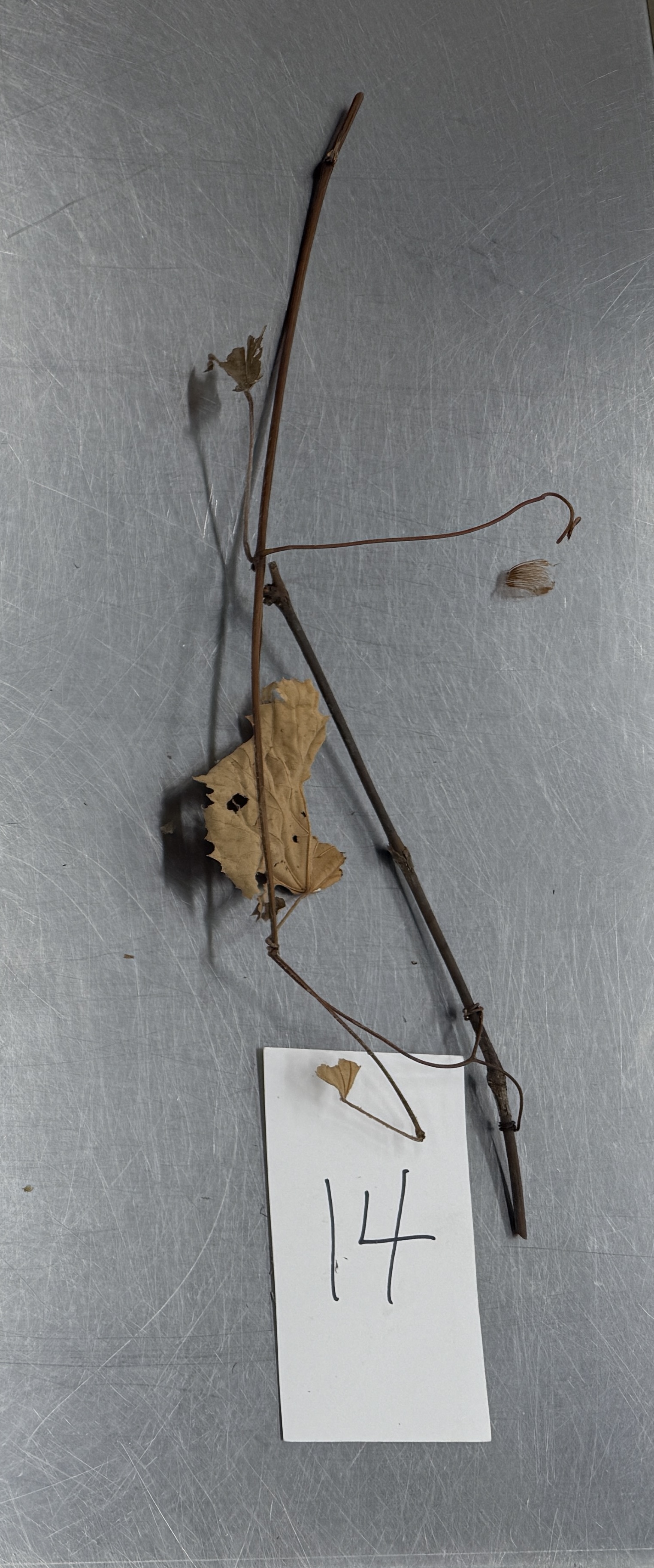 <p>Identify the modified stem structures</p>