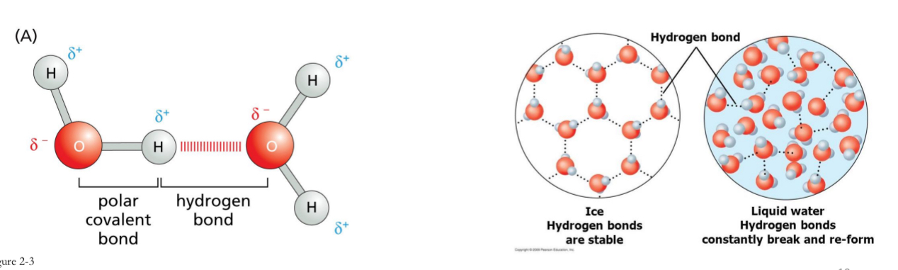 <ul><li><p>weak bond, result of electrical attraction.</p></li><li><p>Keeps important biomolecular structures like DNA together</p></li><li><p>Polar molecules interact with other polar molecules, like water</p></li><li><p>Heat will easily break hydrogen bonds (denaturing of dna)</p></li><li><p><strong>room temperature water having more energy, leading to the constant breaking and forming of hydrogen bonds</strong>, while in ice, the hydrogen bonds are largely stable due to the lower energy at colder temperatures.</p></li></ul><p></p>