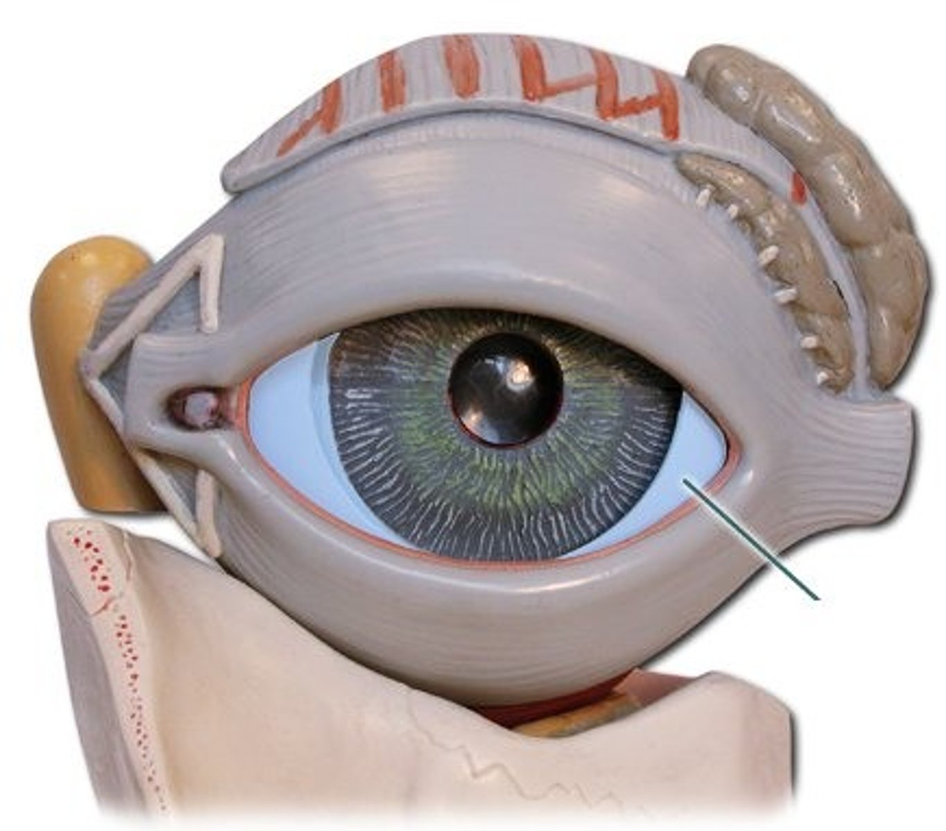 <p>white of the eye</p>