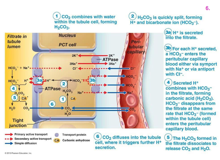 <p>Renal Control EXPLAINED DIAGRAM</p>
