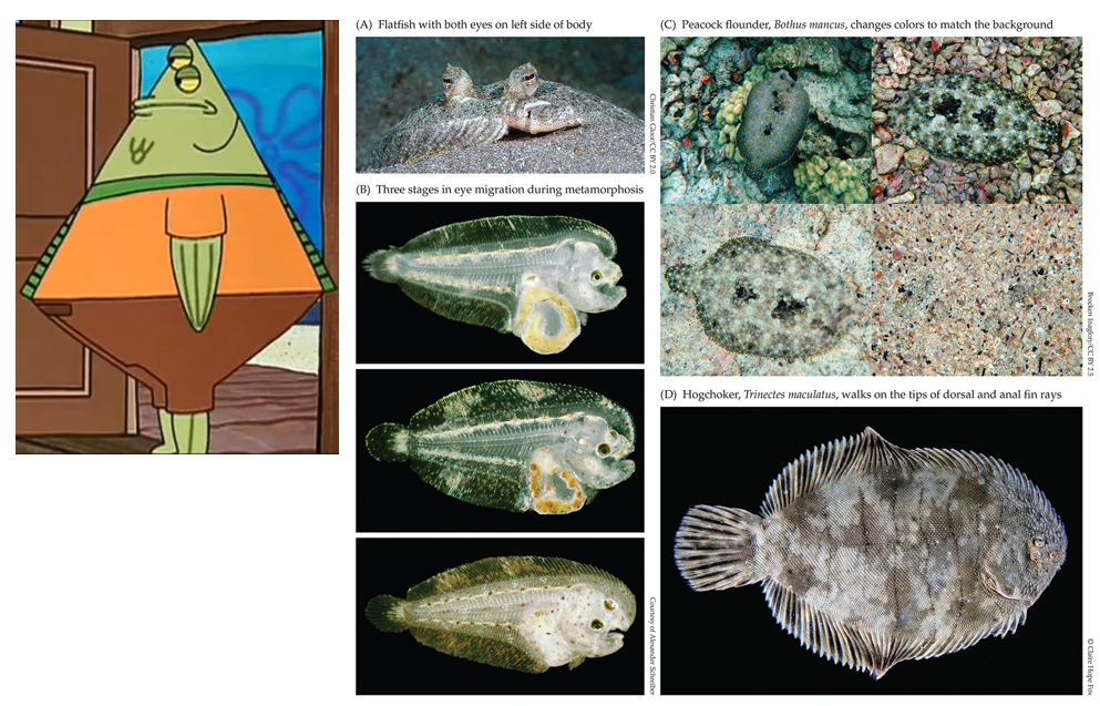 <p>Clade of <strong>flatfishes</strong></p>