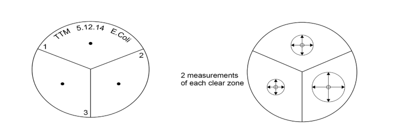 <ul><li><p><span>Take a petri dish</span></p></li><li><p><span>Sterilise it in an autoclave</span></p></li><li><p><span>Use a permanent marker to draw 3 degments</span></p></li><li><p><span>Place different antiseptics on filter paper discs, then use forceps to apply the filter paper disc onto to agar plate</span></p></li><li><p><span>Tape down the lid</span></p></li><li><p><span>Incubate at 25<sup>o</sup> C for 2 days</span></p></li><li><p><span>Calculate the area of the zones using pi r<sup>2</sup></span></p><p></p></li></ul><p></p>