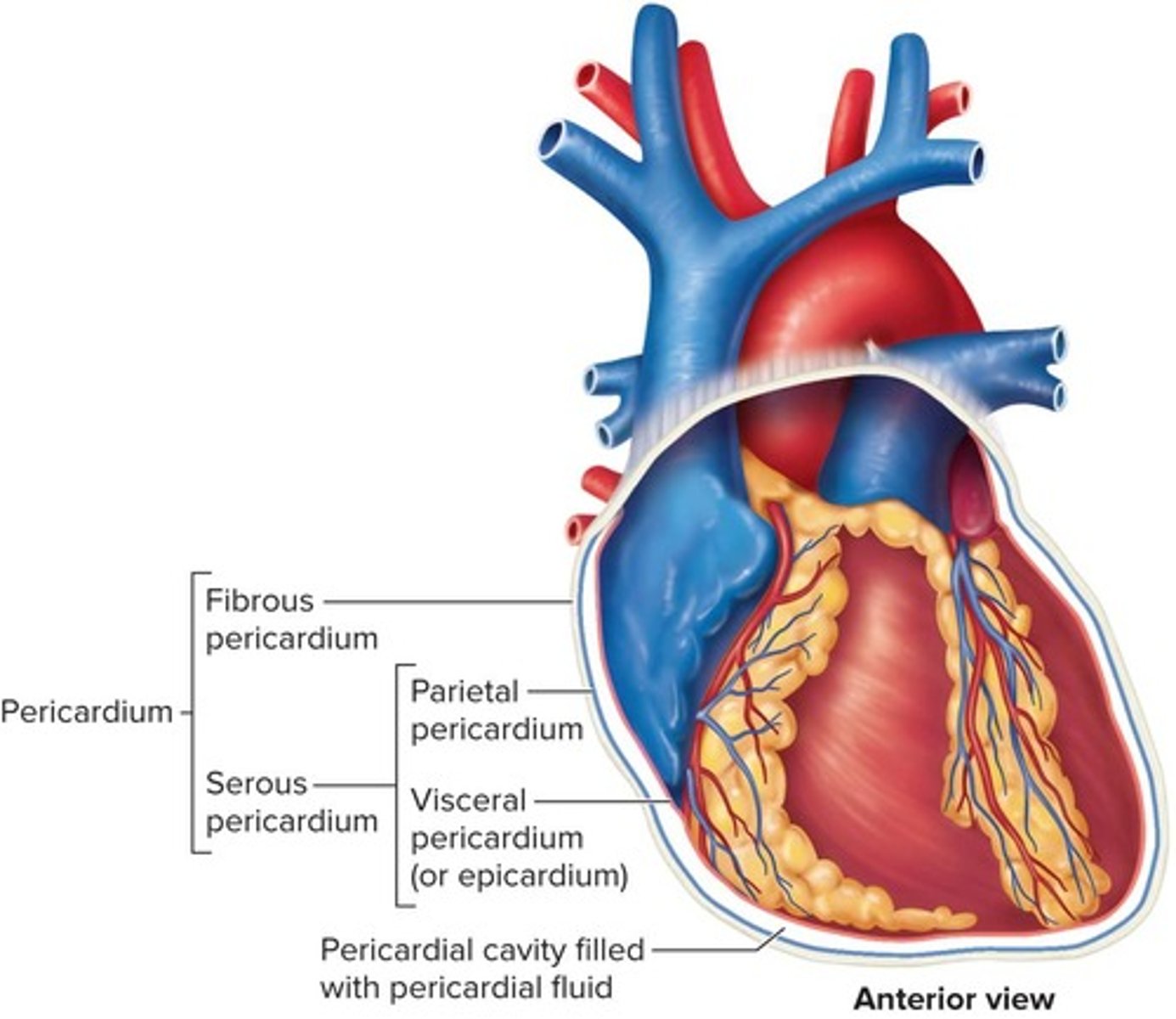 <p>The pericardial sac that consists of two layers surrounding the heart.</p>