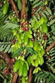 <p>Biological Origin: <strong><em>Averrhoa bilimbi </em>L.</strong></p><p><strong>(Oxalidaceae)</strong></p><p>Common Name: <strong><u>Kamias</u>/Bimbi</strong></p><p>Part used: <strong>Leaf, Fruit</strong></p><p>Medicinal use:</p><p>Leaf</p><p>●&nbsp;&nbsp;&nbsp;&nbsp;&nbsp;&nbsp;<strong> Anti-inflammatory</strong></p><p><strong>●&nbsp;&nbsp;&nbsp;&nbsp;&nbsp;&nbsp; Antiseptic (used for wound-healing)</strong></p><p><strong>●&nbsp;&nbsp;&nbsp;&nbsp;&nbsp;&nbsp; Antioxidant</strong></p><p><strong>●&nbsp;&nbsp;&nbsp;&nbsp;&nbsp;&nbsp; anti-diabetic</strong></p><p>Fruit</p><p>●&nbsp;&nbsp;&nbsp;&nbsp;<strong>&nbsp;&nbsp; Antibacterial</strong></p><p><strong>●&nbsp;&nbsp;&nbsp;&nbsp;&nbsp;&nbsp; Immune System Enhancer</strong></p><p>Secondary metabolites:</p><ul><li><p><strong>Flavanoid</strong></p></li><li><p><strong>Alkaloids</strong></p></li><li><p><strong>Phenols</strong></p></li></ul>