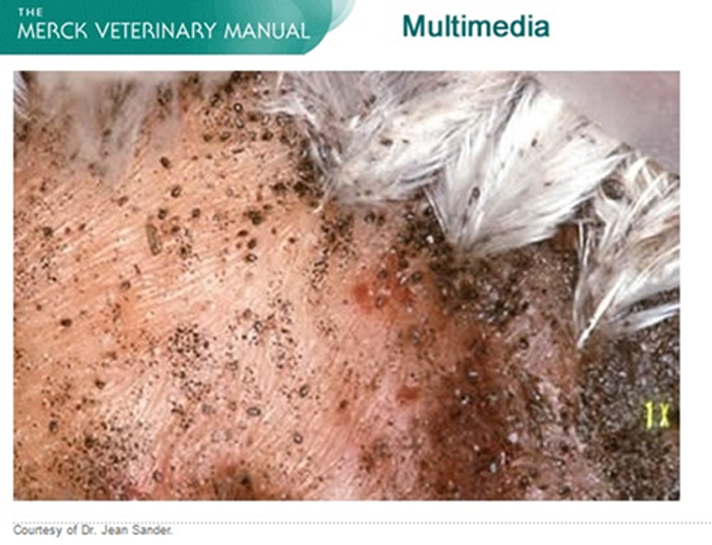 <p>A backyard chicken is presented for laying less eggs than normal and listless behavior. Tiny blackish brown specks are seen moving around the hen's vent. What is your best guess?</p>
