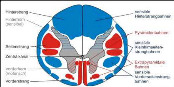 <p>Funktionelle Anatomie</p>