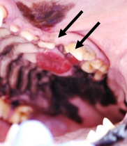 <p><strong>Summary table for oral tumors in dogs</strong></p><ol><li><p>frequency = 8-25%</p></li><li><p>median age yrs = 7-9 yrs</p></li><li><p>site predilection = maxillary gingiva and hard palate </p></li><li><p>LN mets = occasional 9-28%</p></li><li><p>distant mets = occasional 0-71%</p></li><li><p>gross appearance = flat, firm, ulcerated</p></li><li><p>Sx response = fair to good</p></li><li><p>RT response = poor to fair</p></li><li><p>Best tx = surgery and/or RT</p></li><li><p>Cause of death = local disease </p></li></ol><p></p>