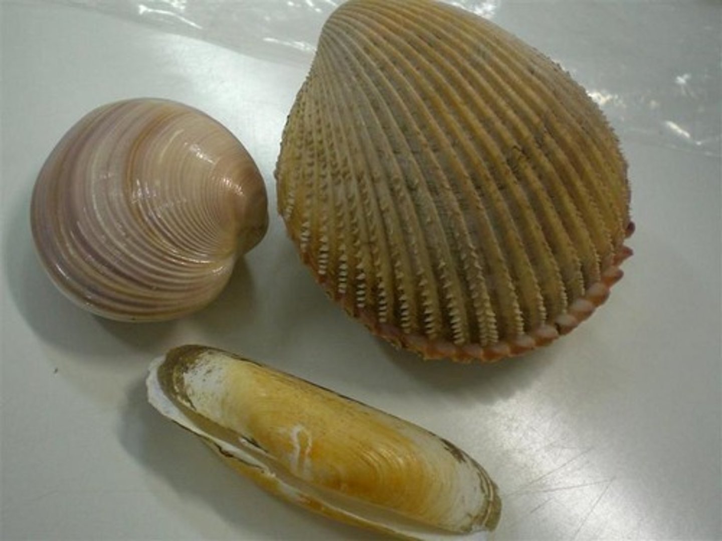 <p>clams, oysters, mussels, scallops</p>