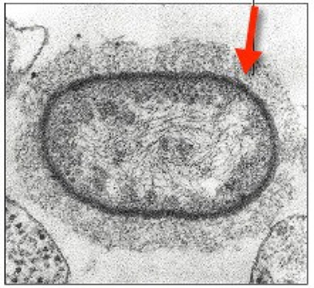 <p>-composed of organized repeating units of organic chemicals</p><p>-firmly attached to cell surface</p><p>-protects cells from drying out</p><p>-may prevent bacteria from being recognized &amp; destroyed by host</p>