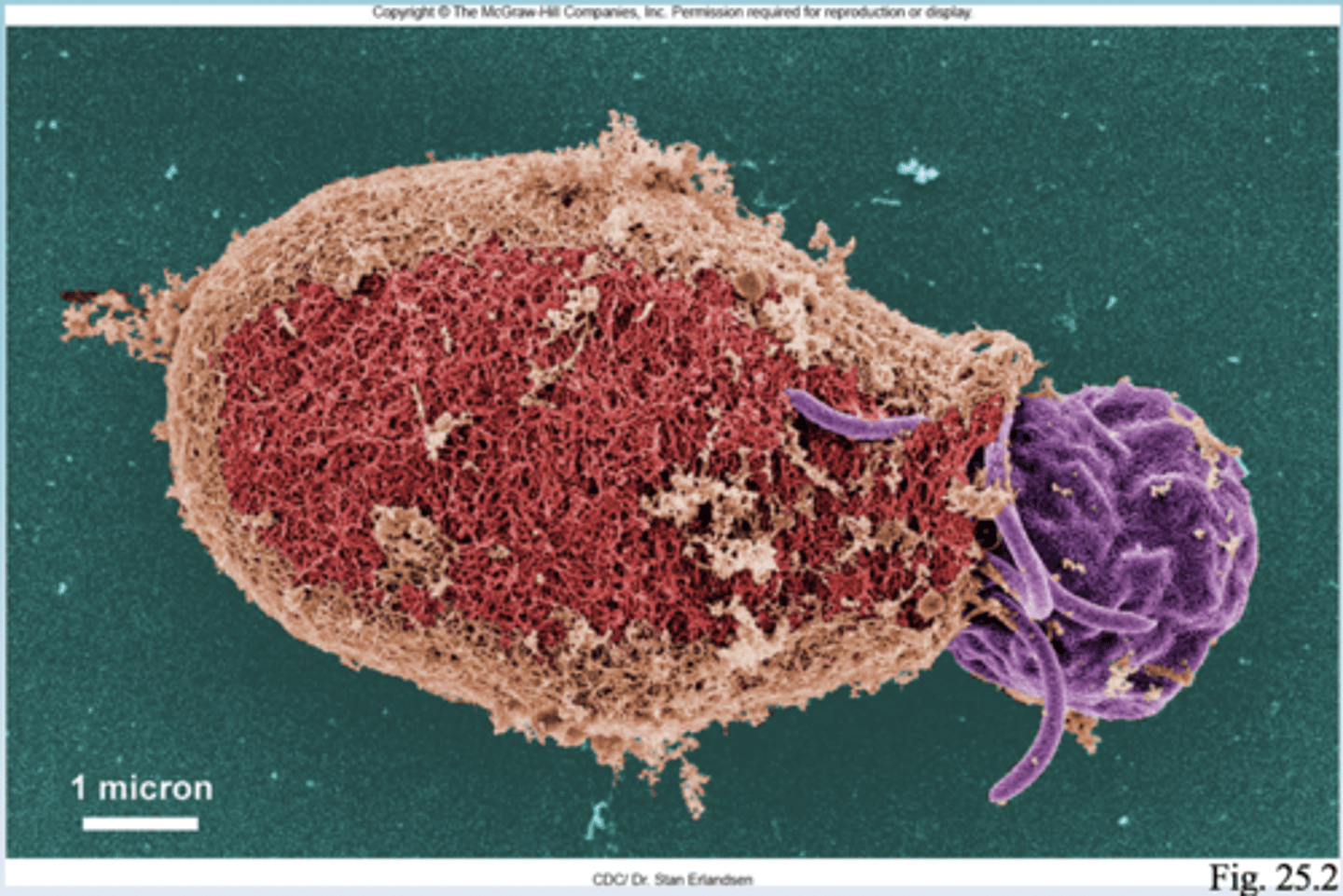 <p>Release of a trophozoite from a protozoan cyst.</p>