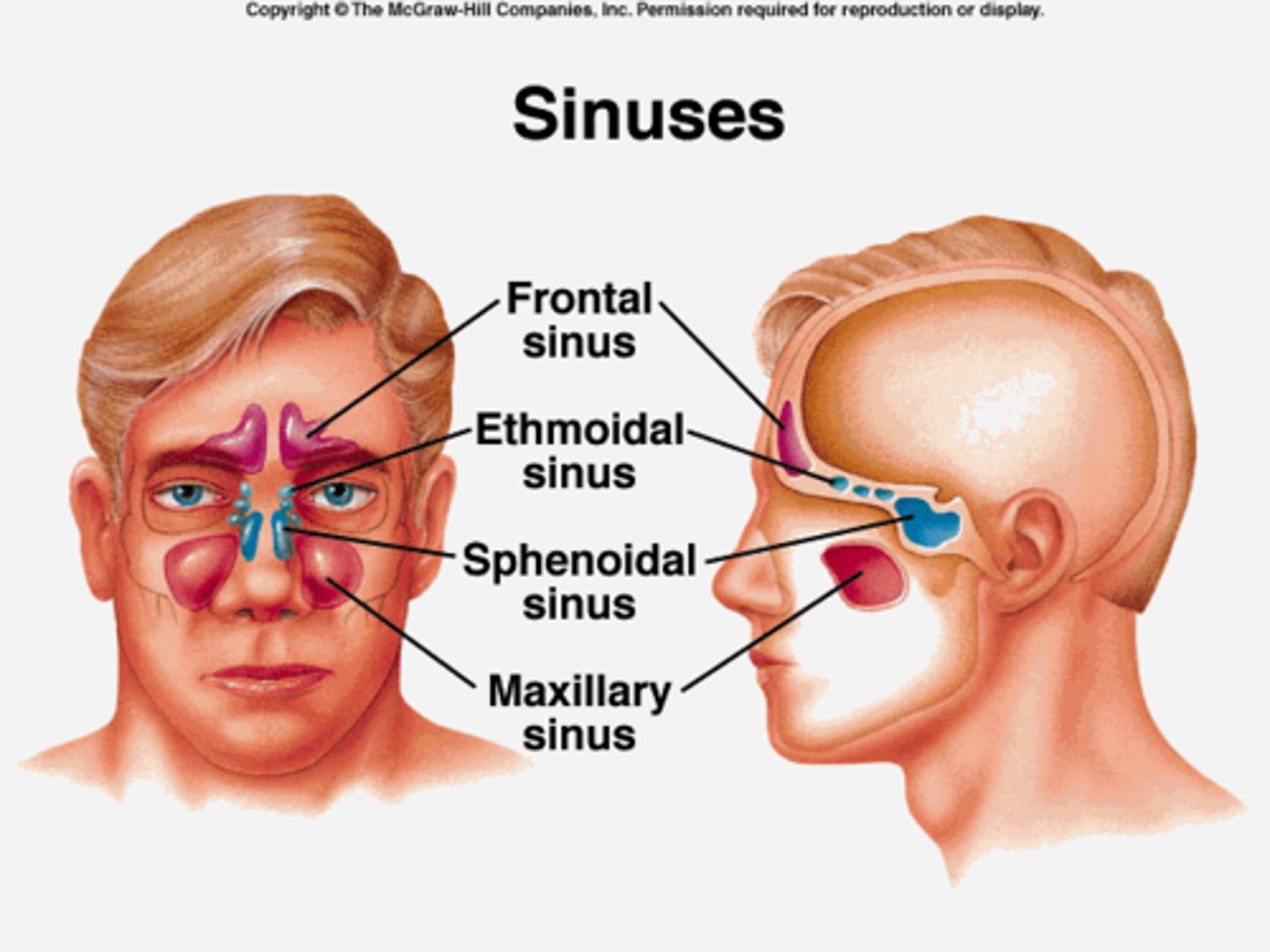 <p><strong>frontal, ethmoid, sphenoid, maxillary</strong></p><p></p><p>air-filled cavities lined with mucous membrane, located in the bones of the skull</p><p></p><p>functions:</p><p>- weight reduction of skull</p><p>- humidify, filter/produces mucus (lined by mucous membrane)</p><p>- resonates voice</p>