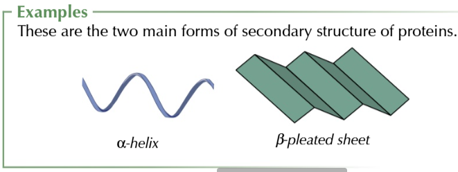 <ul><li><p>peptide links can form hydrogen bonds with each other so the chain is NOT straight</p></li><li><p>in fact the chain can spiral into an alpha helix structure OR fold into a beta pleated sheet structure</p></li></ul><p></p>