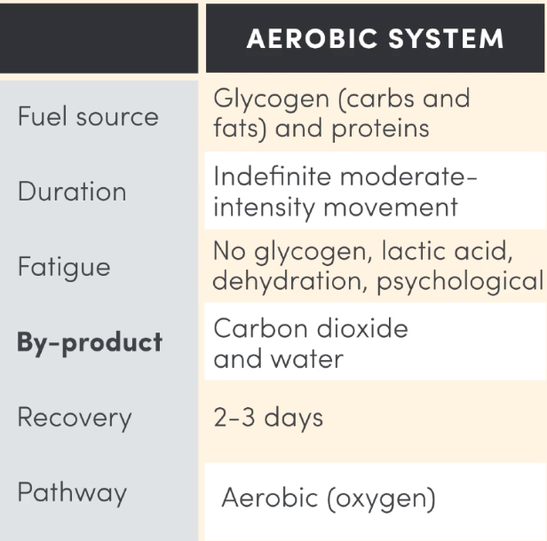 <p><strong>Fuel Source</strong>: Carbs (glycogen → high intensity = first 90min), fats (FFA’s → moderate intensity = next 4hrs), protein (extreme = ultra endurance)</p><p><strong>Intensity of activity best suited to</strong>: resting &amp; sub maximal intensity (&lt;80% max HR)</p><p><strong>Rate of ATP productio</strong>n: slow</p><p><strong>Yield</strong>: largest (36-38 per mole glucose &amp; 100+ fat)</p><p><strong>Duration</strong>: &gt;75s (total) as long as energy supplies are available. dominant for 75+ sec</p><p><strong>By-product</strong>: CO2, H2O, heat → <em>when there is sufficient O2, any accumulated lactic acid can be oxidised, removed or converted into glycogen.</em></p><p><strong>Type of Recovery</strong>: ACTIVE → slow walking (2-3 days)</p><p><strong>Fatigue Factor</strong>: depletion of glycogen, increased body temp, LA, dehydration, psychological.</p><p><strong>pathway</strong>: aerobic → oxygen needed</p><p><strong>Example</strong>: marathon</p>