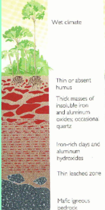 <p>Warm and wet climate</p><p class="has-focus">Rich in aluminum & iron. Was formed in a high/wet tropical areas. High weathered soil that is nutrient poor. </p>