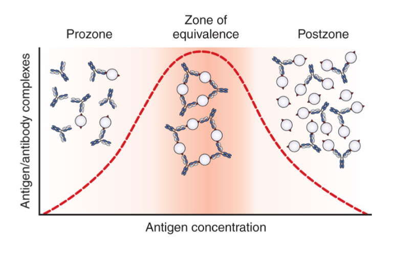 <p>When increasing amounts of soluble antigen are added to fixed amounts of specific antibody, the amount of precipitation increases up to the zone of equivalence.</p><p>When the amount of antigen overwhelms the number of antibody combining sites present, precipitation begins to decline.</p><p>To be detectable, precipitation reactions must be run in the zone of equivalence</p><p></p>