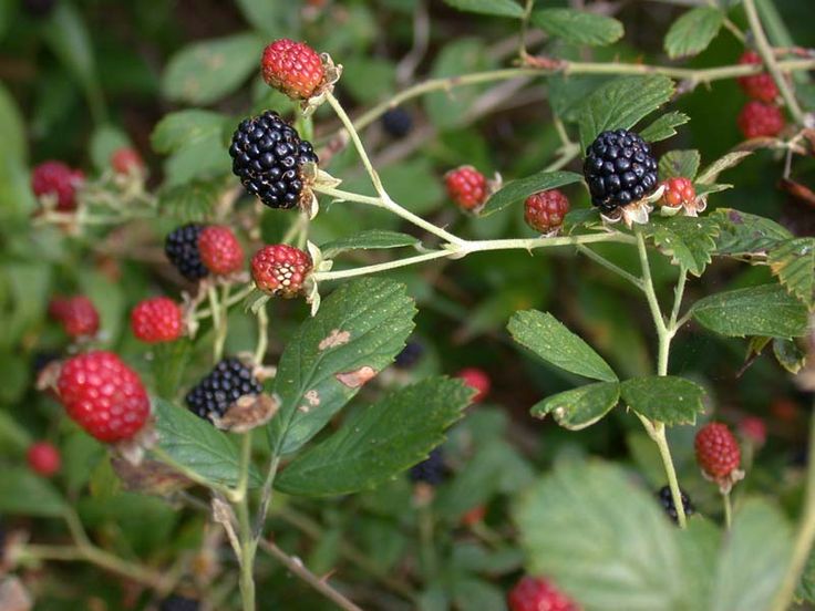 Southern dewberry