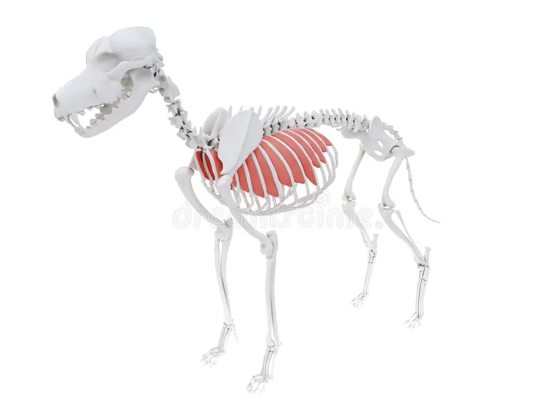 <p>aid in breathing</p>