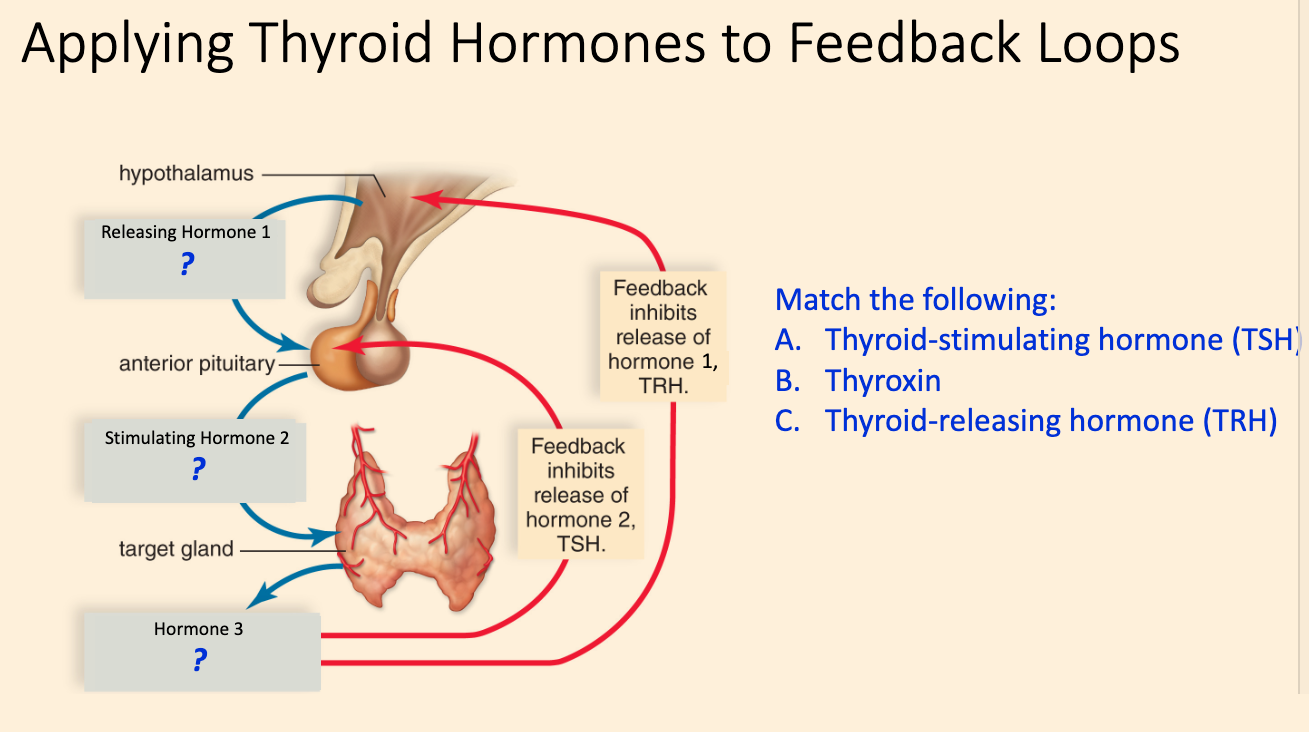 Applying Thyroid Hormones to Feedback Loops
