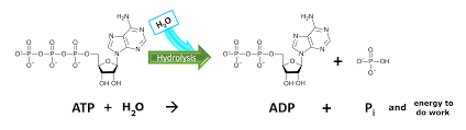 <p>ATP Hydrolysis </p>