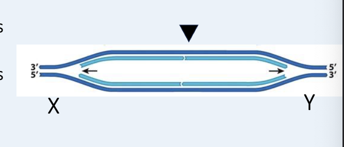 <p>For the figure, indicate whether the bottom strand is leading or lagging at X and Y replication forks. </p>