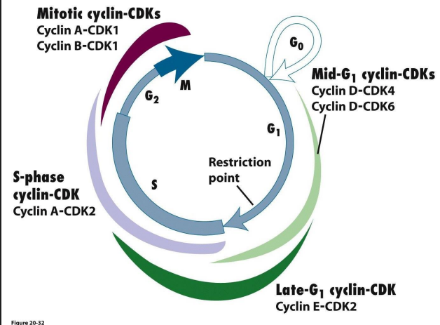 <p>- engines that drive cell cycle from one step to the nxet are these protein complexes of Cdk-cyclins</p><p>- going to the next step in cycle requires activation of genes whose protein products are necessary for next phase</p><p>- Activation occurs through turning on trasncription factors by Cdk-cyclin complexes</p>
