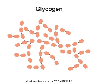 <ul><li><p>Helix shape with many branches</p></li><li><p>Animal starch stored in liver and skeleton</p></li><li><p>Breaks down faster as it has increased surface area</p></li></ul>
