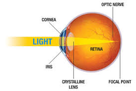 <p><strong><span style="font-family: Arial, sans-serif">cornea → pupil → iris → lens → retina</span></strong></p>