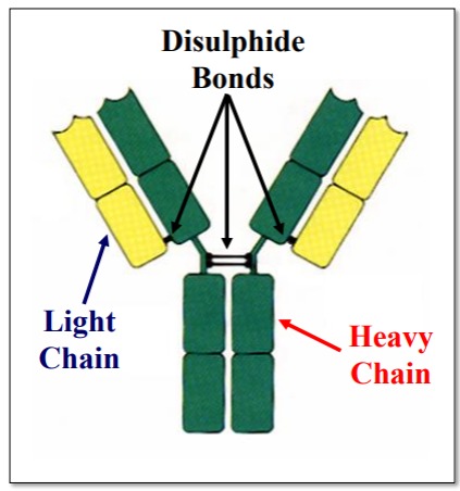 <p>4 Polypeptide Chains • 2 Light (L) Chains • 2 Heavy (H) Chains</p><p>Held Together By Disulphide Linkages</p><p>Heavy chains are larger and contain more genetic information.</p>