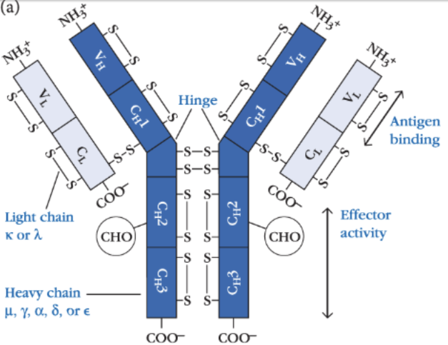 <p>consists of 4 polypeptides: two identical heavy chains (long) & two identical light chains (short). disulfide (covalent) bonds connect the two heavy chains and the light chains to the heavy chains. each chain has N-terminal domains: V<sub>H</sub> (variable domain heavy chain) & V<sub>L</sub> (variable domain light chain). </p>
