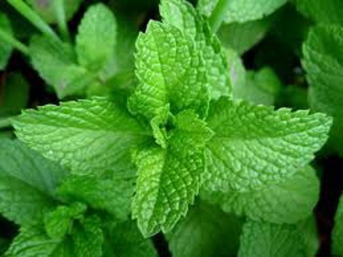 <p>Peppermint</p>
