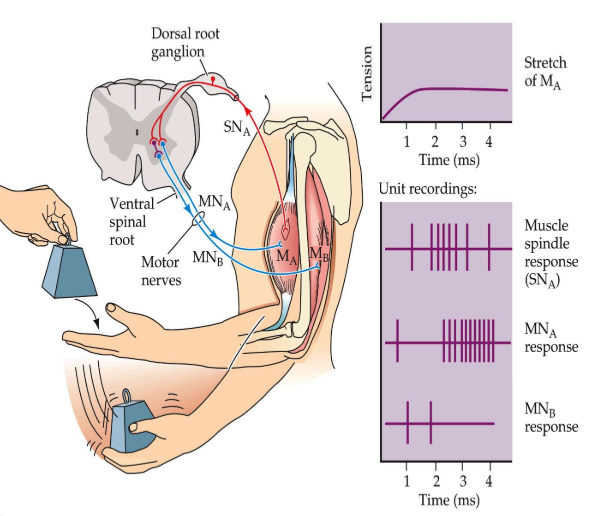 <ol><li><p>muscle is stretched</p></li><li><p>muscle afferents are excited</p></li><li><p>motor neurons are excited</p></li><li><p>agonist muscle stimulated to oppose the stretch</p></li><li><p>antagonist muscle is inhibited</p></li></ol><p></p>