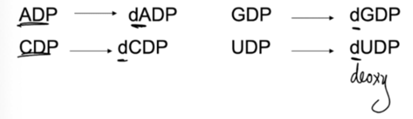 <p>Deoxyribonucleotides are synthesized by the reduction of ribonucleotides by RDR (ribonucleotide diphosphate reductase)</p>