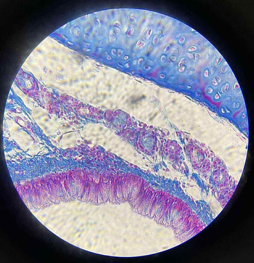 <p>what tissue is this?</p>