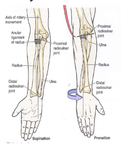 <p><span><span>During pronation and supination the radial head rotates within the anular ligament</span></span></p><p></p>