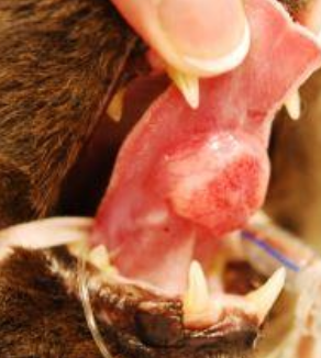 <p>flea collars (old generation), canned food, canned tuna, ± exposure to cigarette smoke </p>