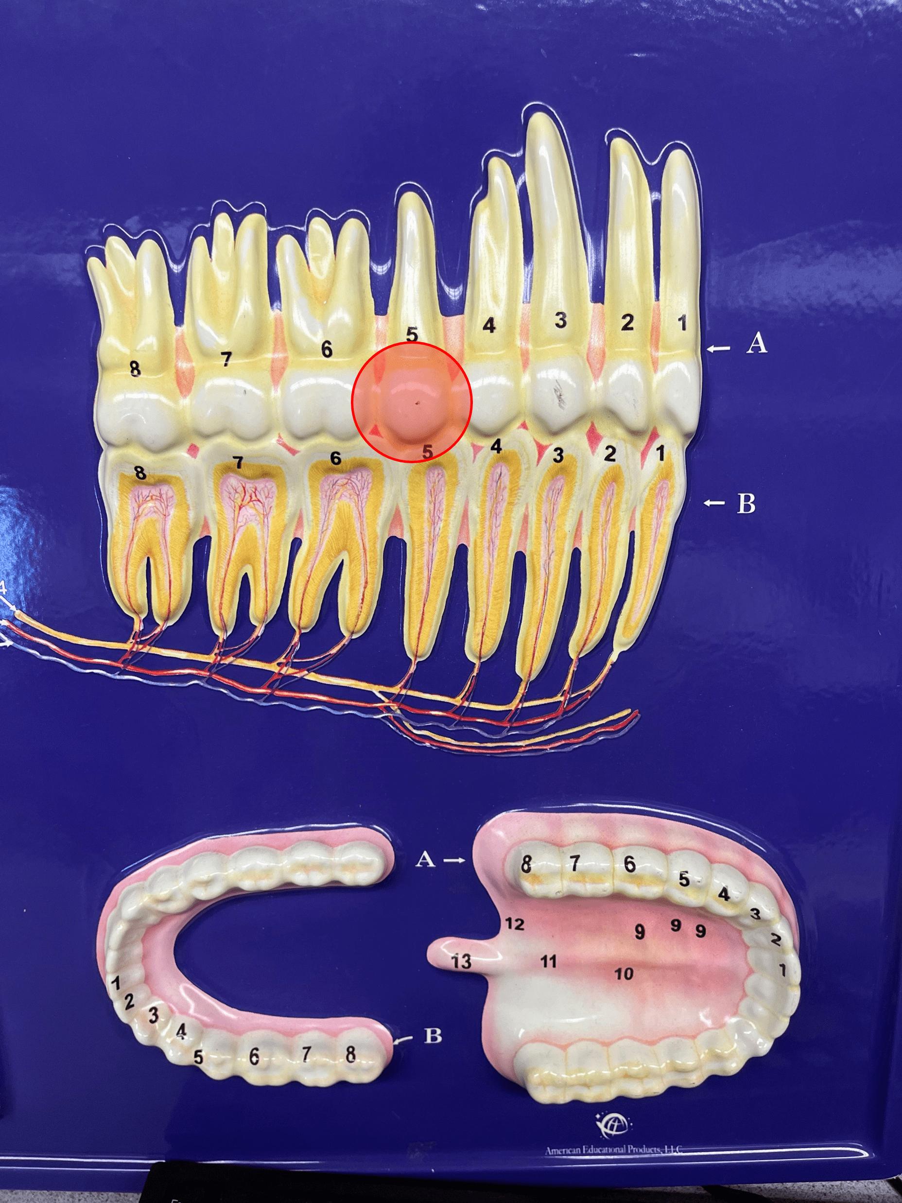 • A type of tooth.

• Has two flat cusps for grinding food.