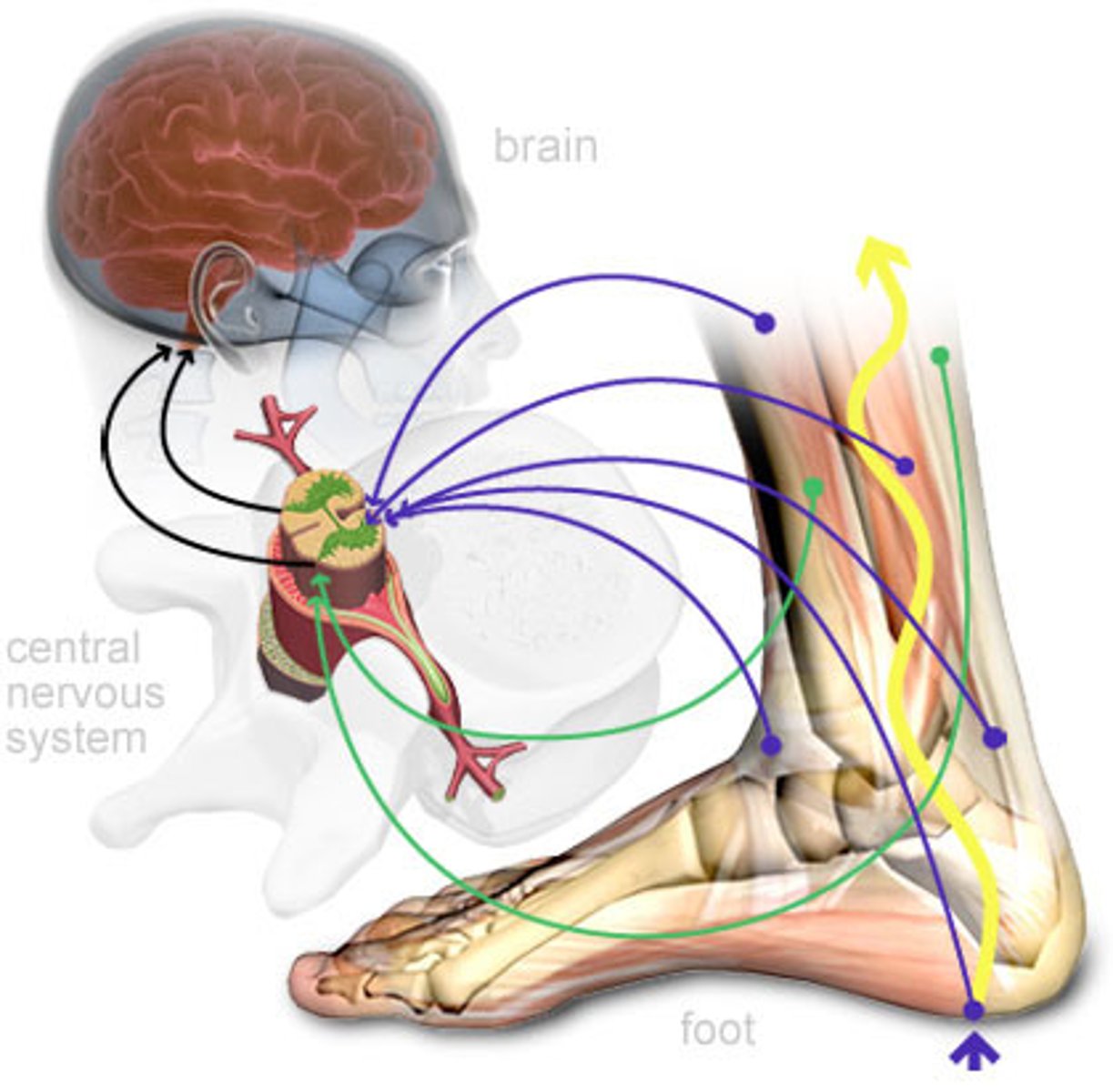 <p>the sense that provides information about the position and movement of individual body parts</p>