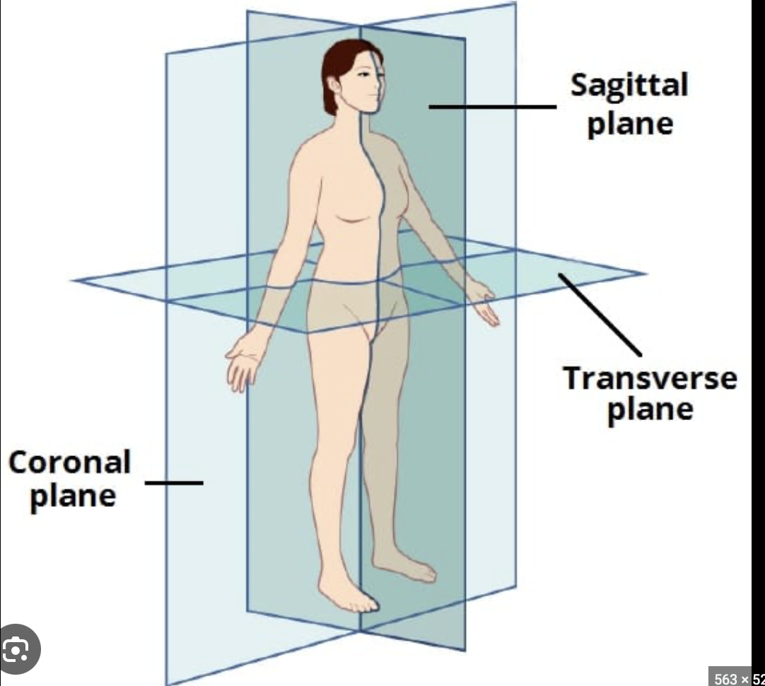 <p>an imaginary vertical and horizontal line used to divide the body into sections for descriptive purposes</p>