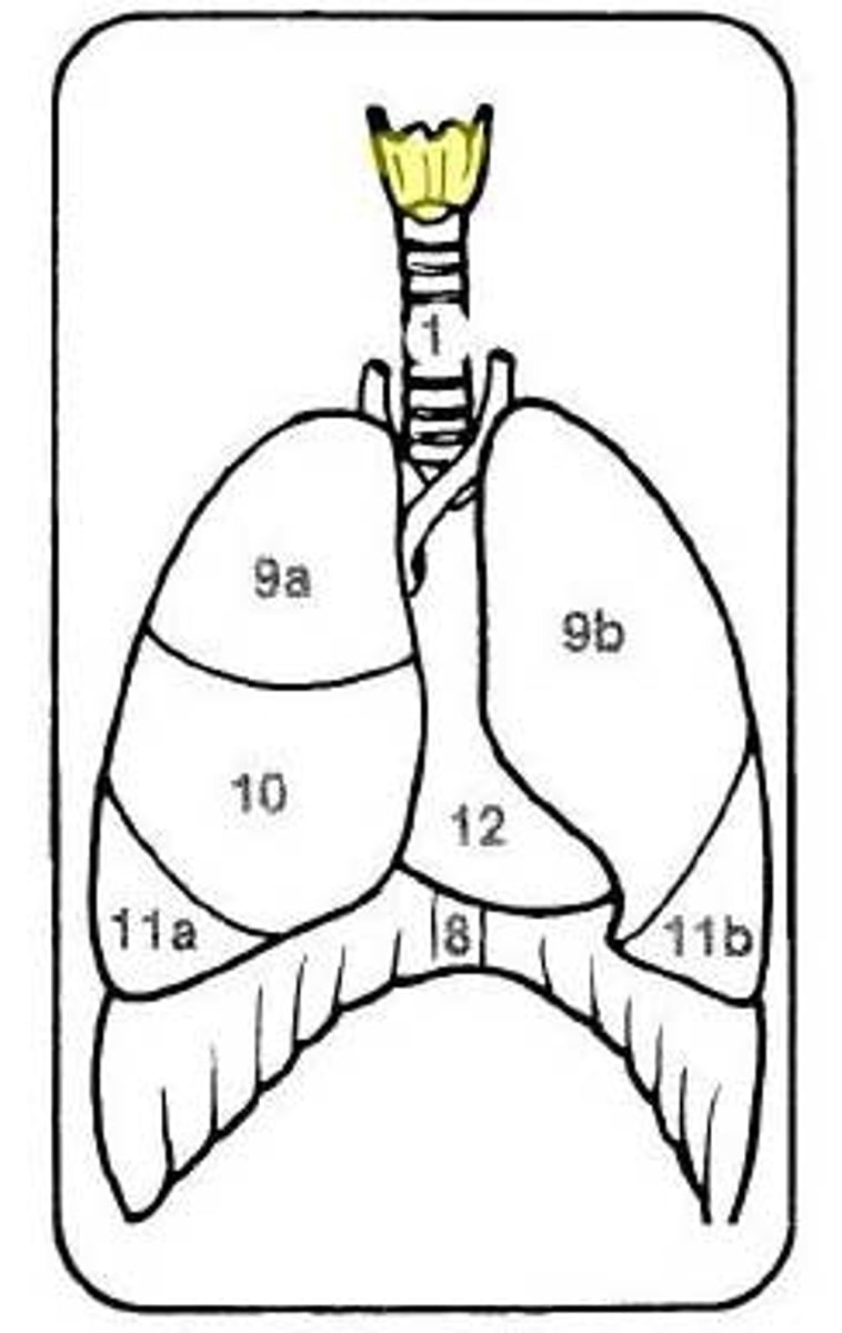 <p>voice box; passageway for air moving from pharynx to trachea; contains vocal cords.</p>