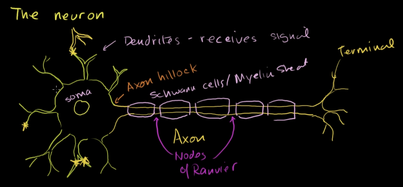 <p>Neuron structure</p>